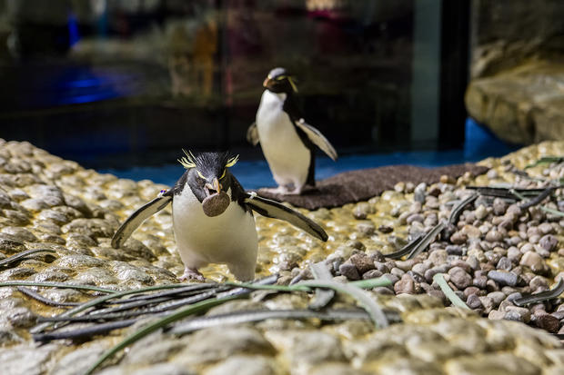 Rockhopper Penguins nesting March 21, 2017 