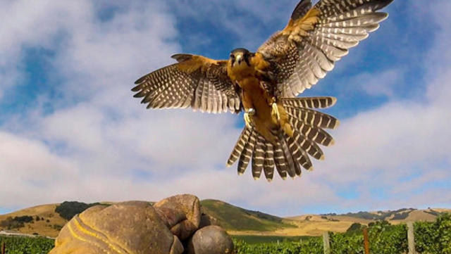 The Birds of Prey That Stand Guard Over California's Vineyards - Atlas  Obscura