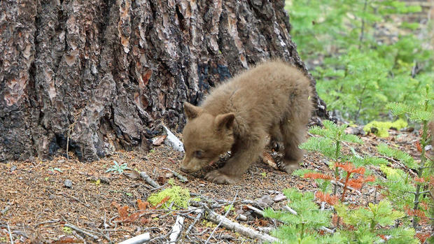 Yosemite bear cub 