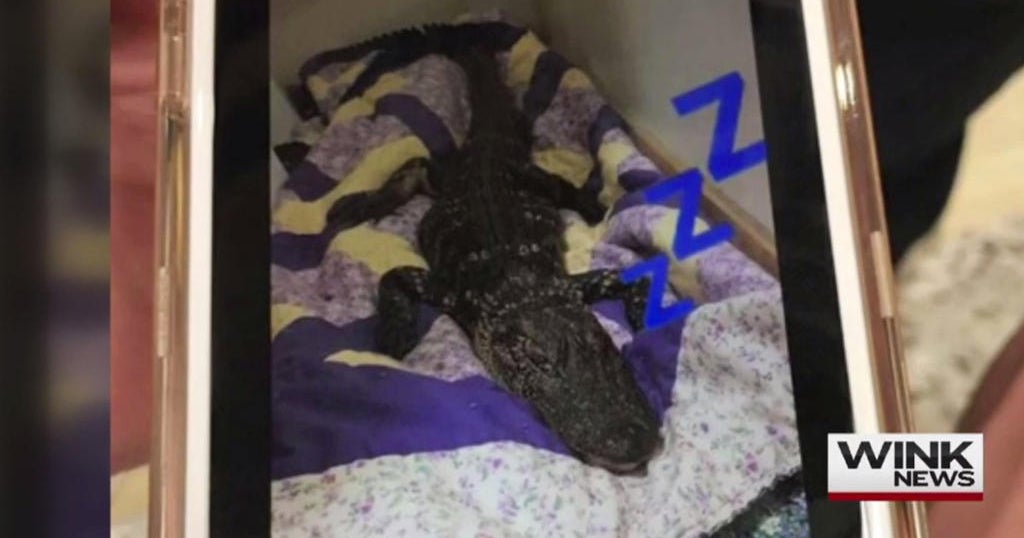 Fake Gator Id