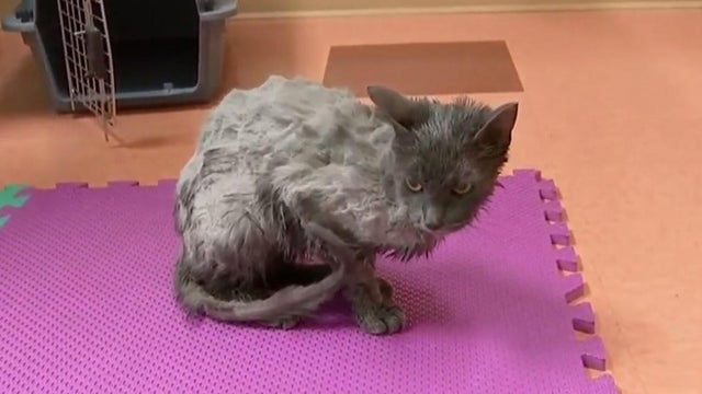 170406-cbs-philly-cat-rescue02.jpg 