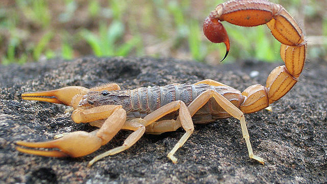 scorpion.jpg 