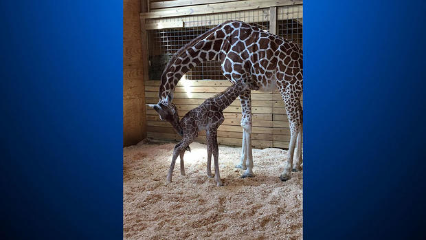 April-the-Giraffe-baby 