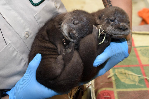 North-American-river-otter-pups-33-days-old-1024x683 