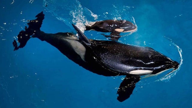 last-seaworld-orca-born-in-captivity-is-seen-with-mother-orca-in-april-2017.jpg 