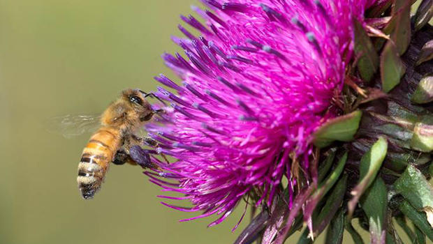 bee-collecting-pollen-from-a-thistle-verne-lehmberg-620.jpg 