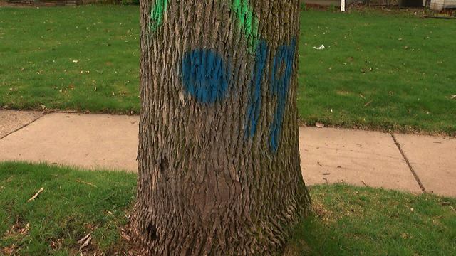 tree-marked-for-removal.jpg 