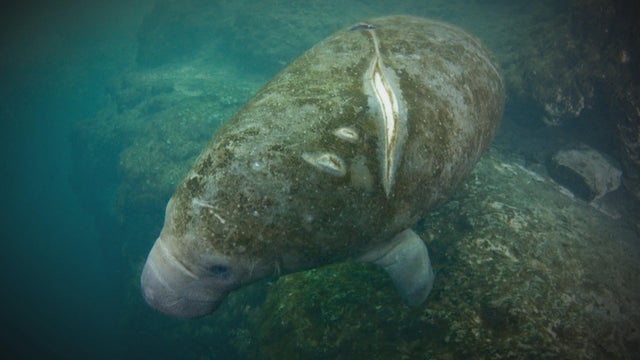 manatee-2.jpg