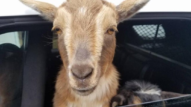 maine-goats-2017-4-23.jpg 