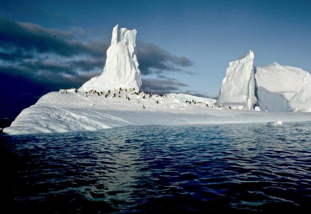 img0008-penguins-on-ice-paradise-bay.jpg 