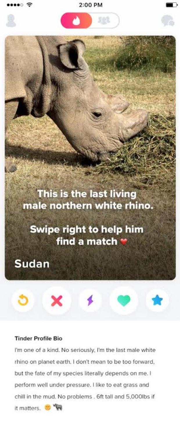 Sudan Tinder Profile 