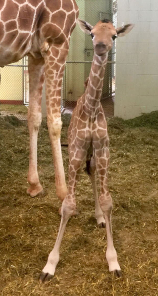 cheyenne mountain zoo baby giraffe4 