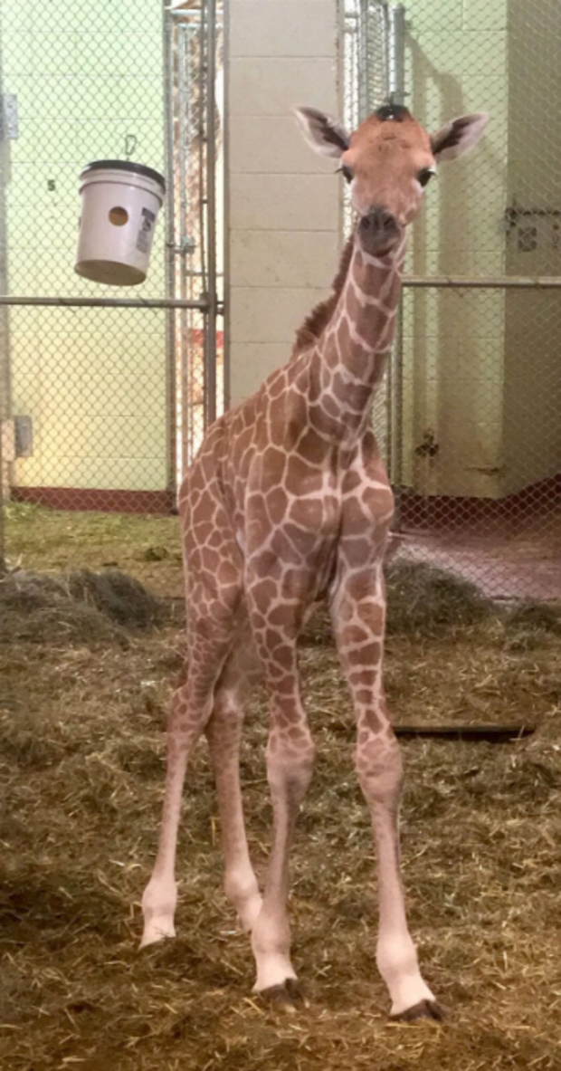 cheyenne mountain zoo baby giraffe3 