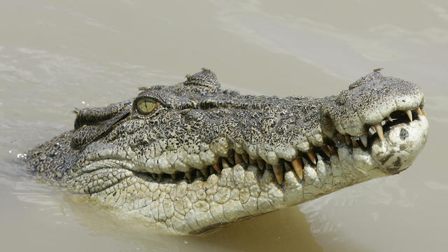 saltwater crocodile 