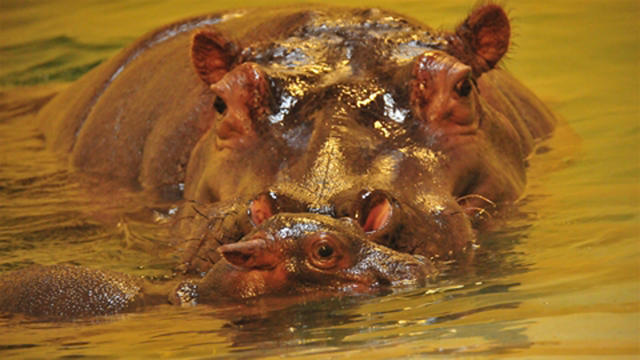 winnie-the-baby-hippo.jpg 