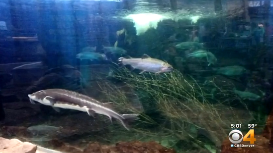 fishtank.png 
