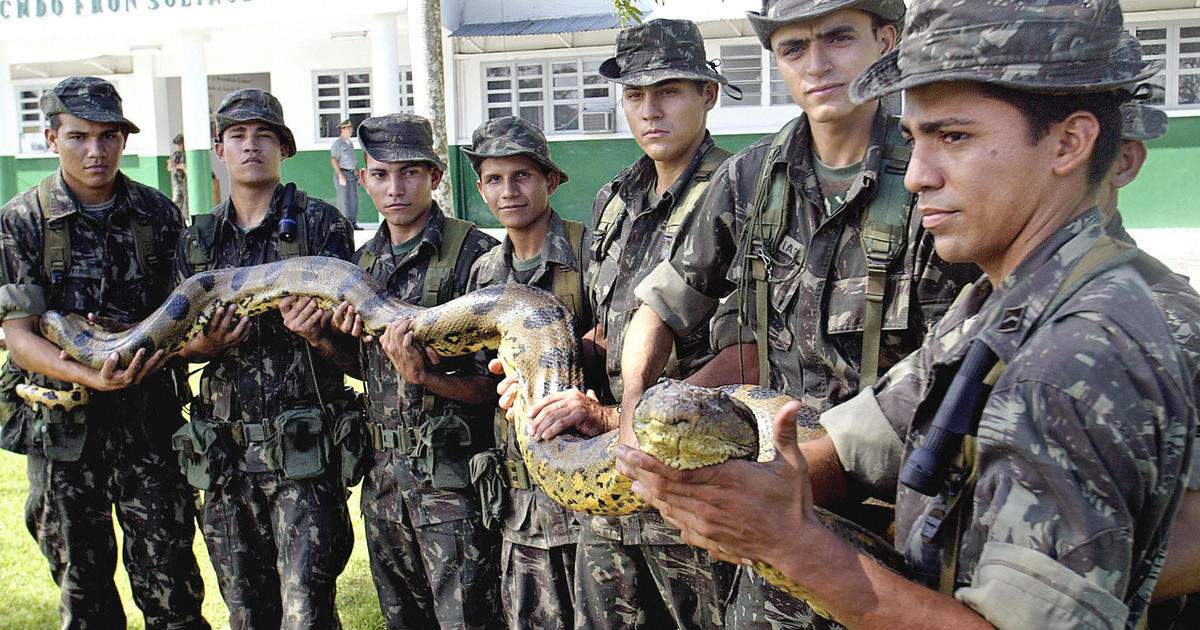 Military Snake Chicks