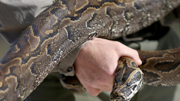 Insane snake attacks (WARNING: GRAPHIC IMAGES)