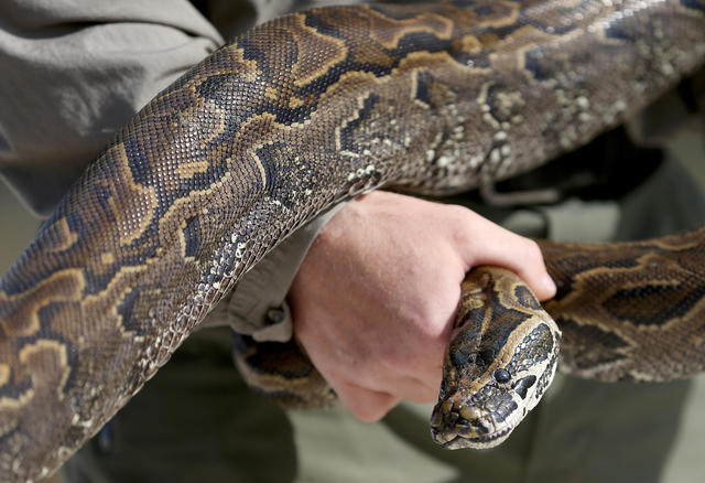 It's a snake-eat-snake world: Python devours cobra in insane video - India  Today