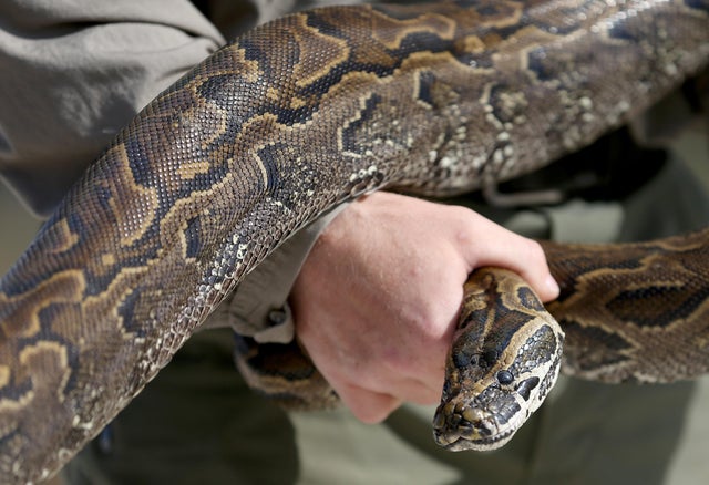Pythons Eating People