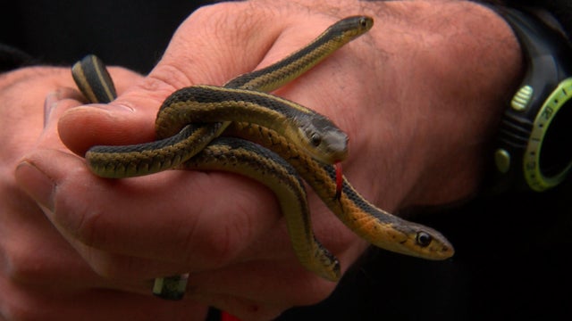 garter-snakes.jpg 