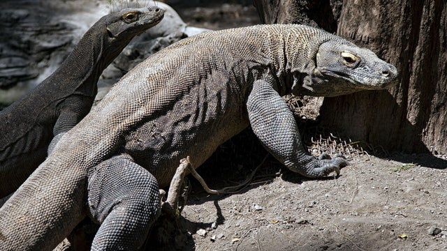 Two Komodo dragons are pictured in an enclosure at the Surabaya Zoo in Indonesia. 
