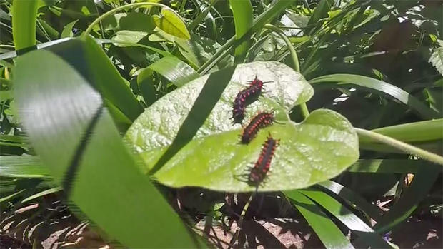 Pipevine Swallowtail Caterpillars 