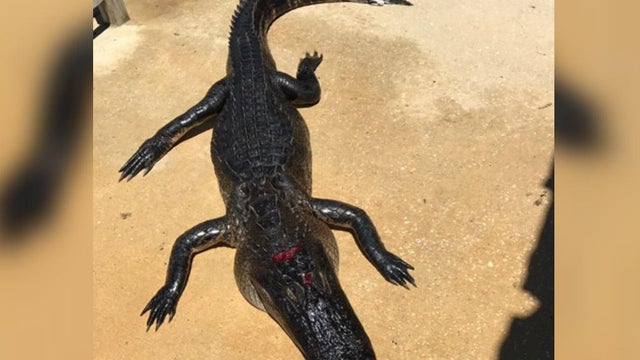 170508-gator-bites-girl-florida.jpg 