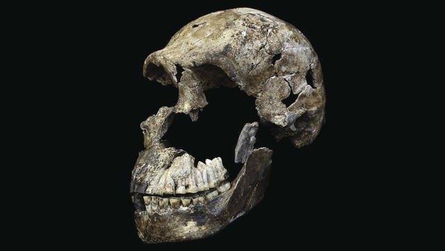 Ancient hominid bone serves up DNA stunner