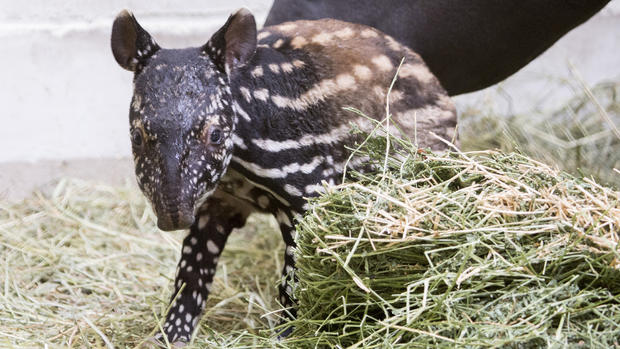 umi denver zoo tapir 