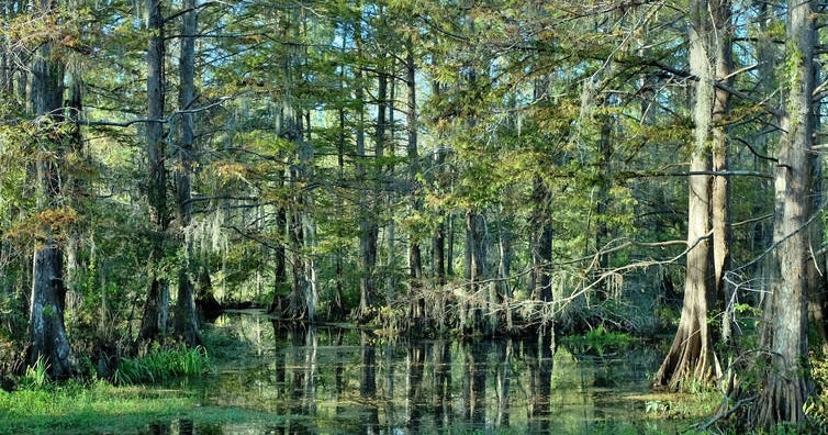 How U.S. forests could do more to curb climate change - CBS News