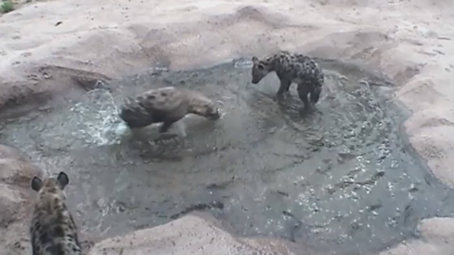 denver-zoo-hyena-pic3.png 