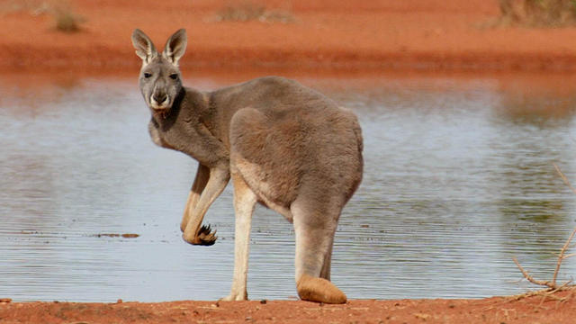 kangaroo.jpg 