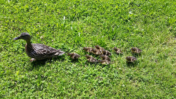 duck-family 