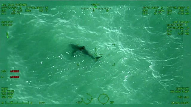 evans-sharks2.jpg 