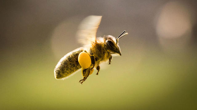 bee-honeybee-bees.jpg 