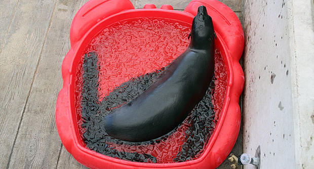 new england aquarium fur seals keep cool 