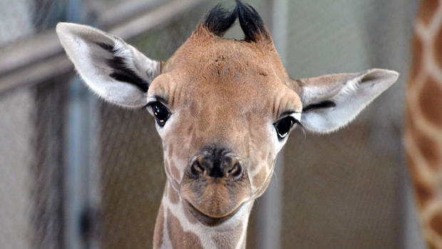 cheyenne mountain zoo giraffe 