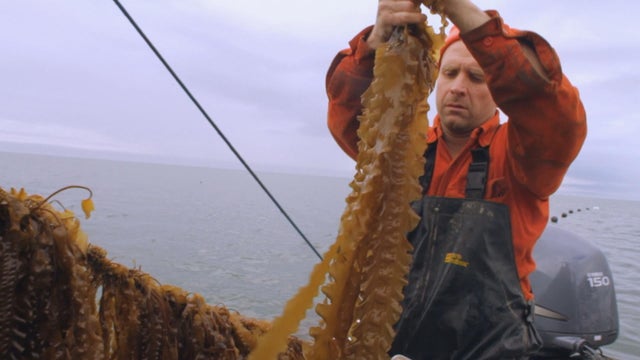 kelp-farmer-3.jpg 