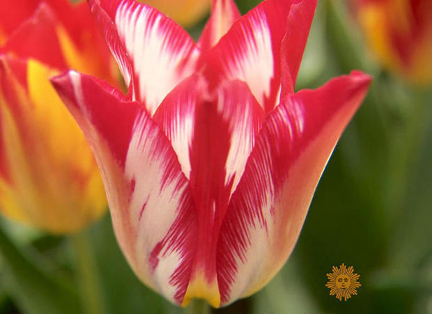 rembrandt-tulip-promo.jpg 