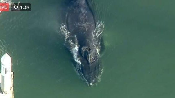ventura-humpback-whale-stuck-2017-5-20.jpg 