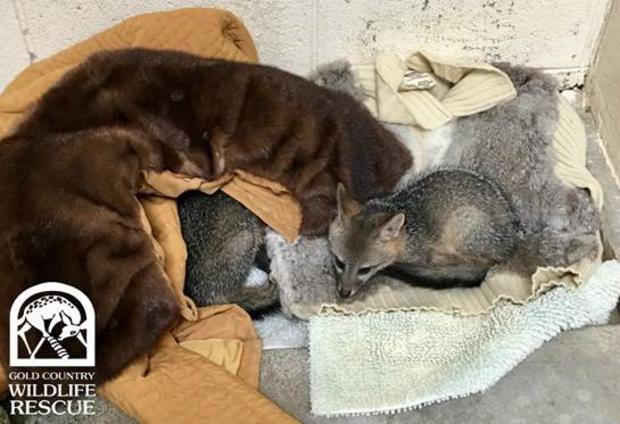 Orphaned Foxes 2 