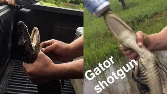 gator-sc.jpg 