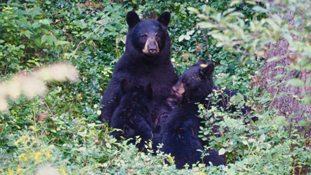 bears2.jpg 