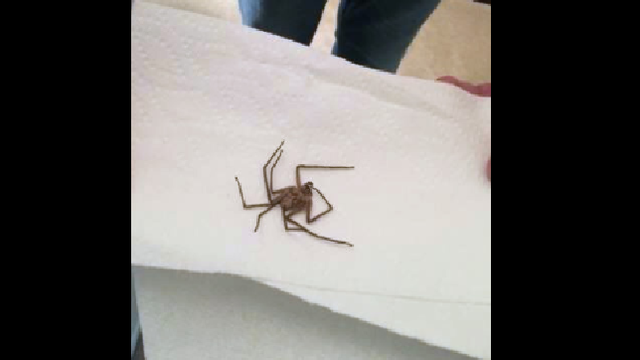 huntsman-spider.png 