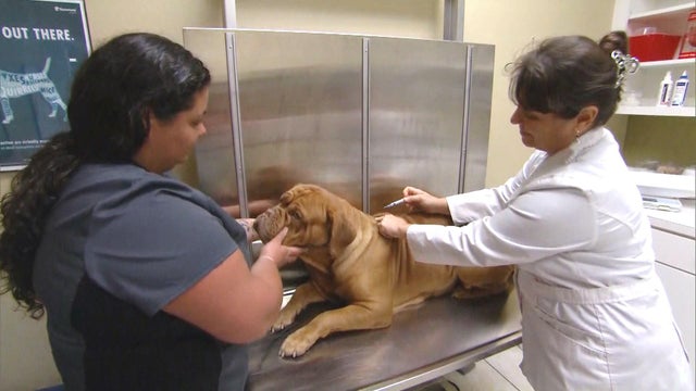 ctm-0602-dog-flu-vaccine.jpg 