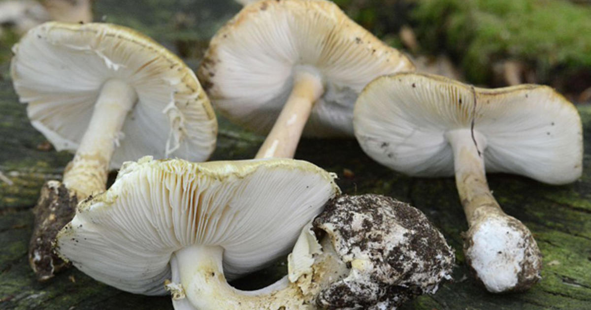 New details emerge in lethal mushroom mystery gripping Australia