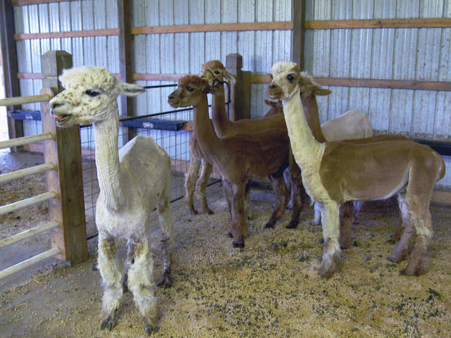 Fleecing the government Senator targets alpacas as tax dodge