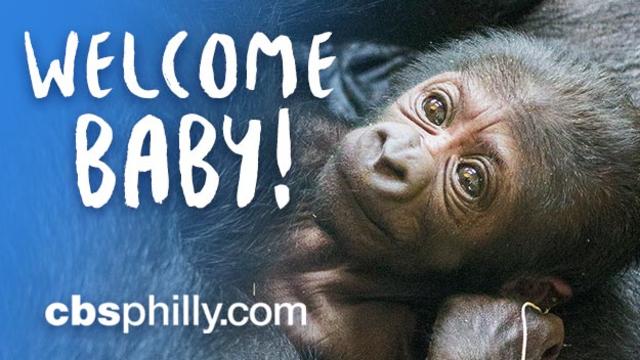 welcome-baby-gorilla.jpg 