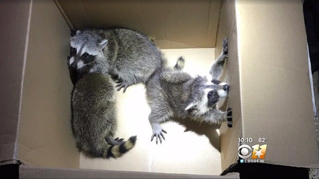 170607-cbs-dfw-raccoons-02.jpg 